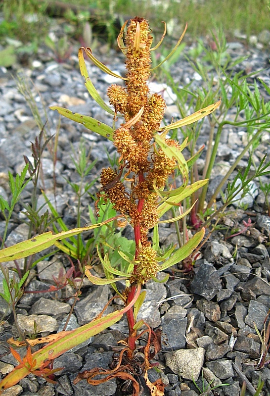 Изображение особи Rumex maritimus.