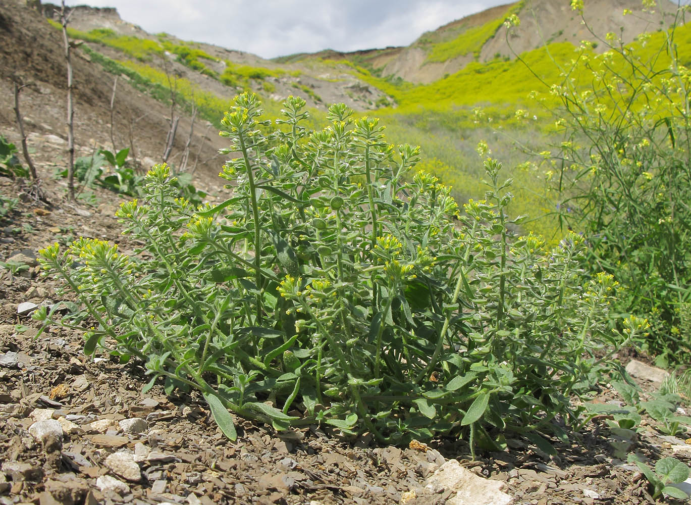 Image of Alyssum alyssoides specimen.