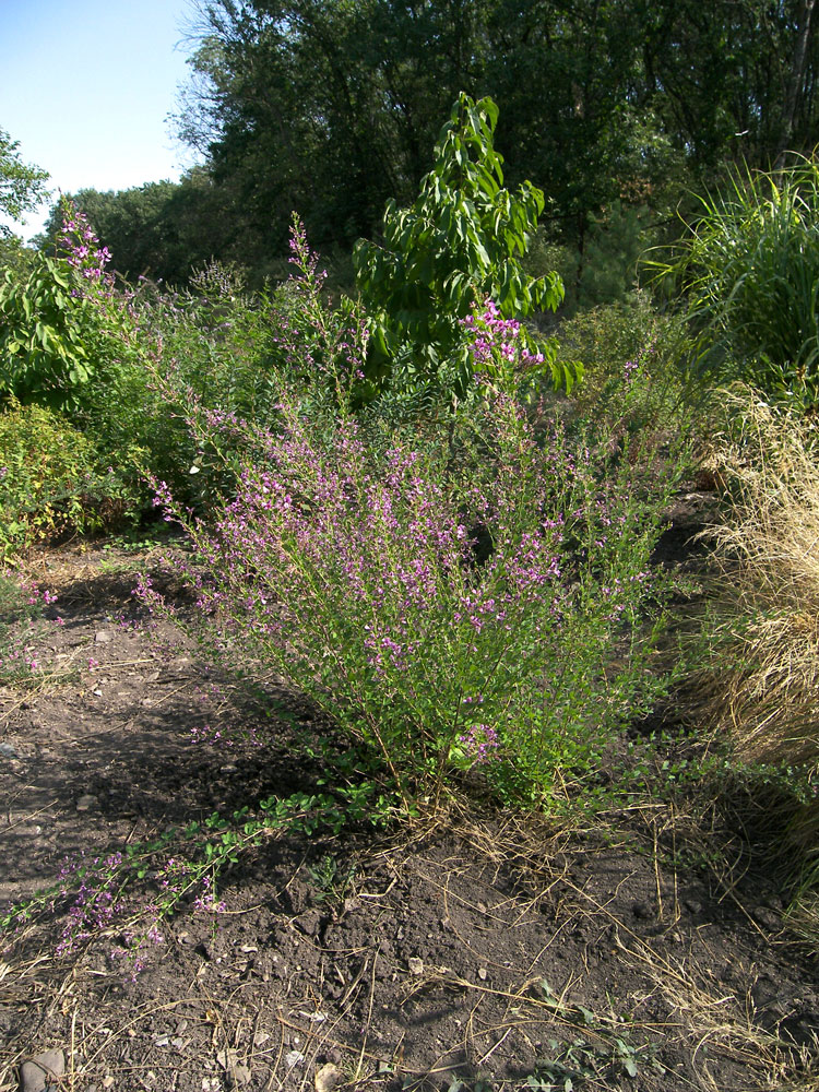 Image of Lespedeza floribunda specimen.