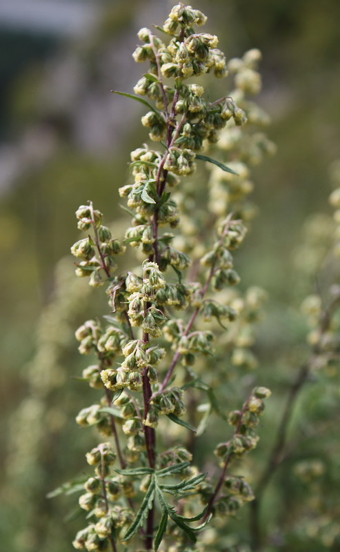 Image of Artemisia gmelinii specimen.