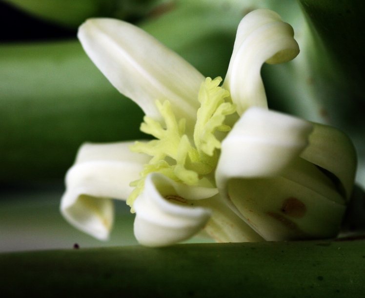 Image of Carica papaya specimen.