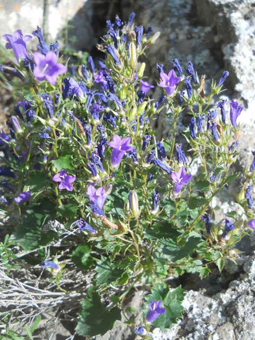 Image of Campanula bayerniana specimen.