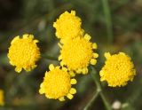 Tanacetum tanacetoides. Соцветия. Восточный Казахстан, Уланский р-н, окр. с. Украинка, остепнённый луг. 12.06.2015.