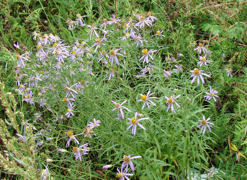 Image of Galatella dahurica specimen.