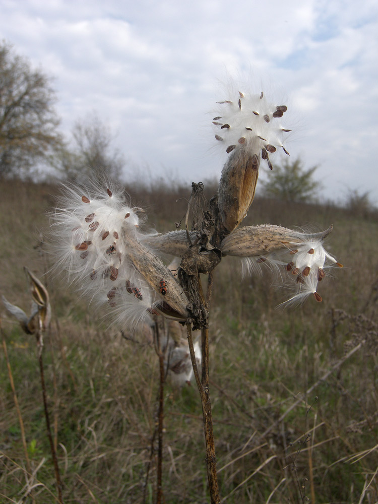 Изображение особи Asclepias syriaca.