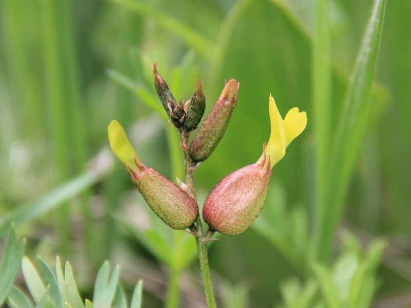 Image of Astragalus xanthomeloides specimen.