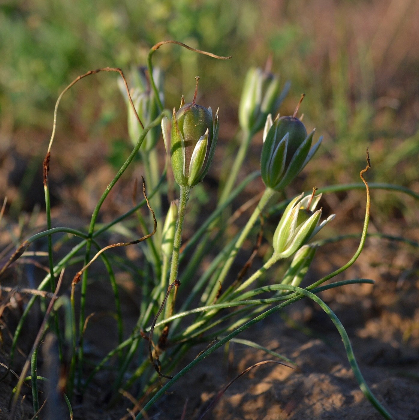 Изображение особи Gagea reticulata.