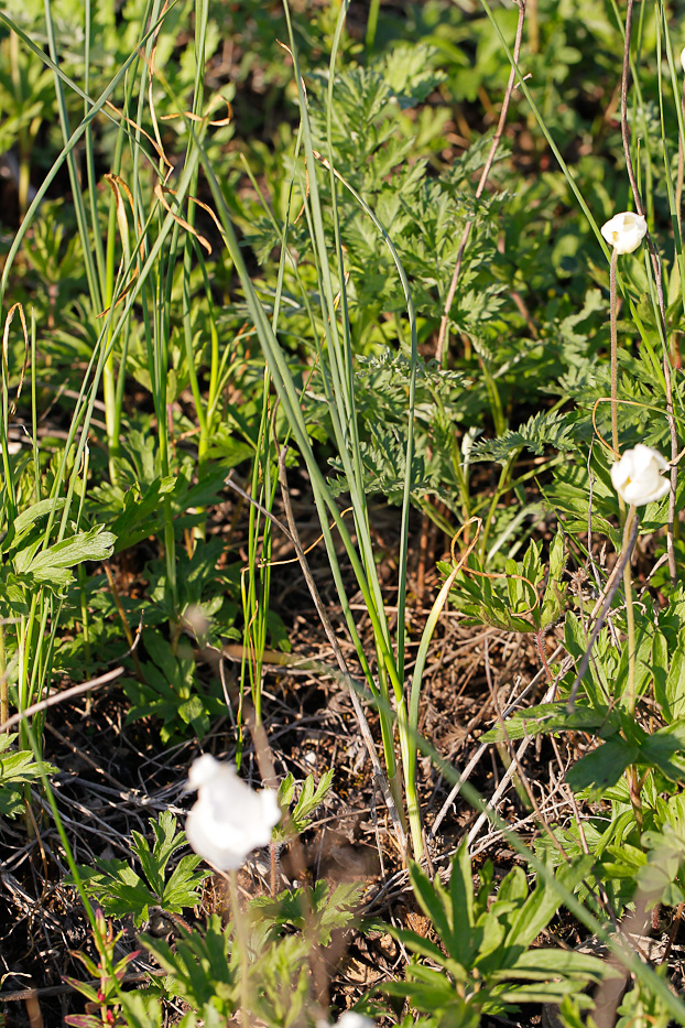 Image of Allium lineare specimen.