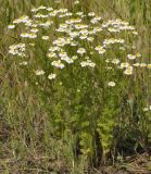 familia Asteraceae