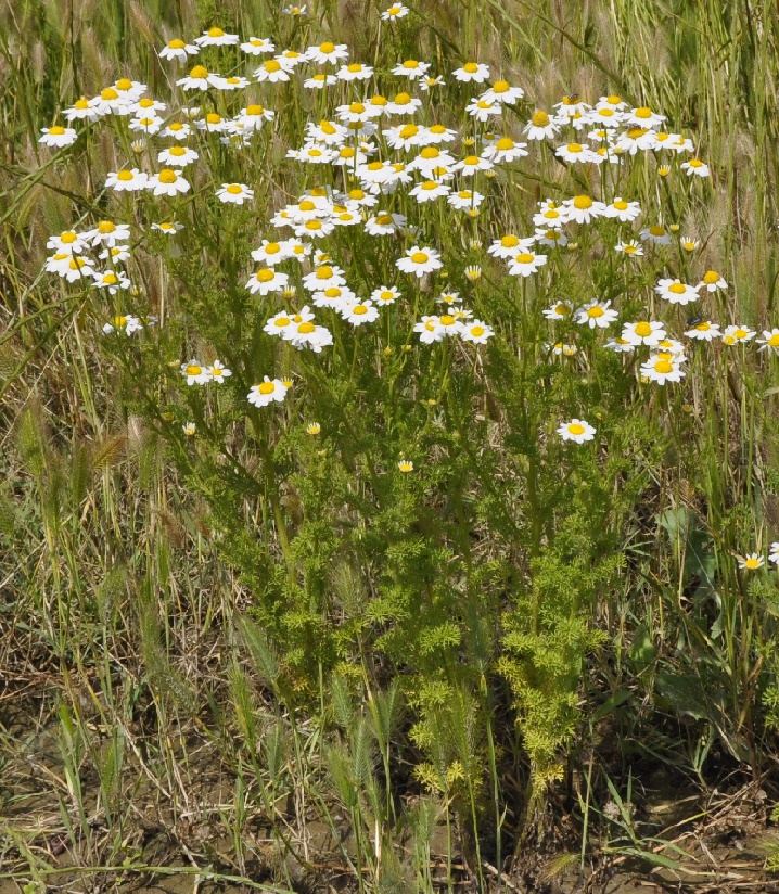 Image of familia Asteraceae specimen.