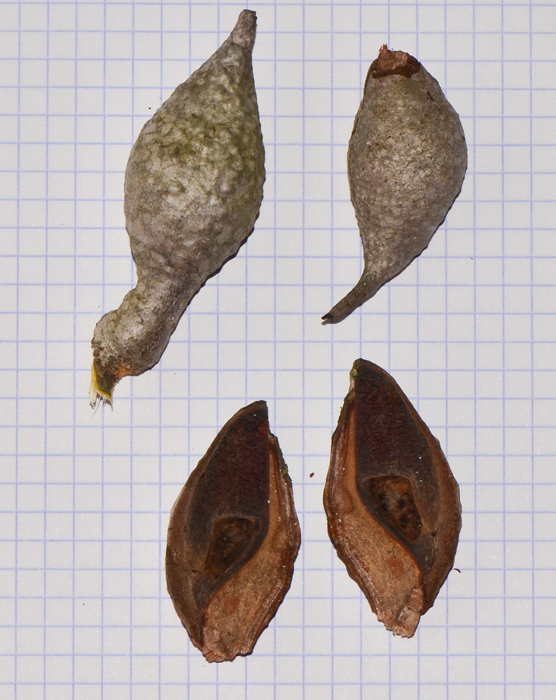 Image of Hakea orthorrhyncha specimen.