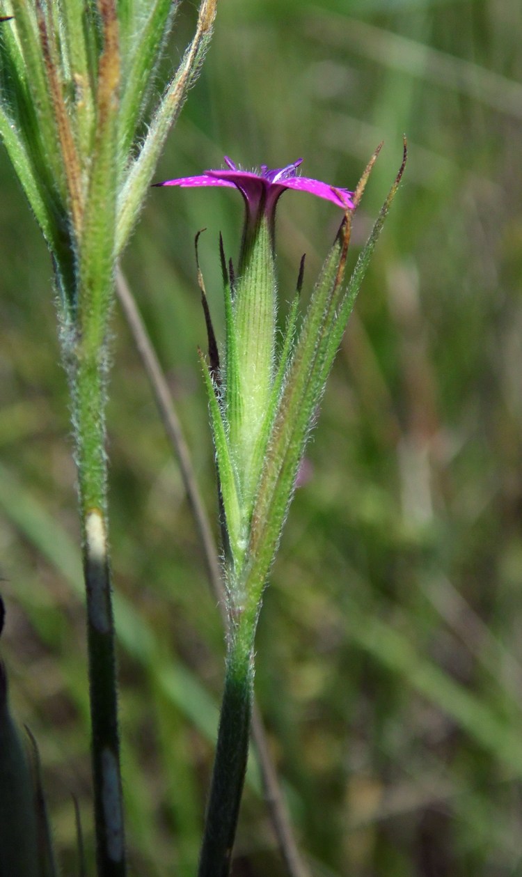 Image of Dianthus armeria specimen.