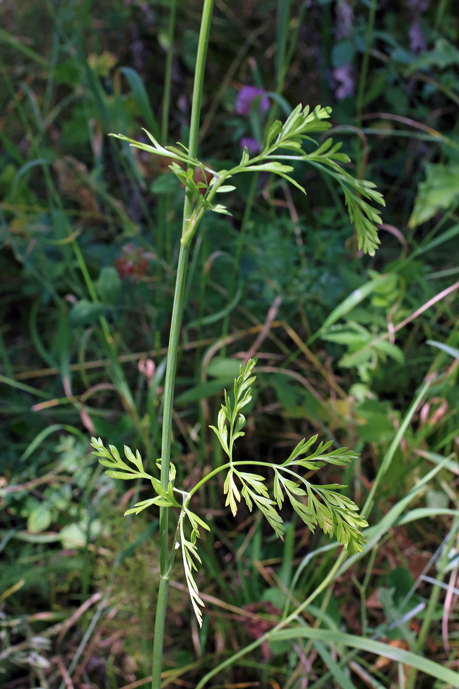 Image of Elaeosticta tschimganica specimen.