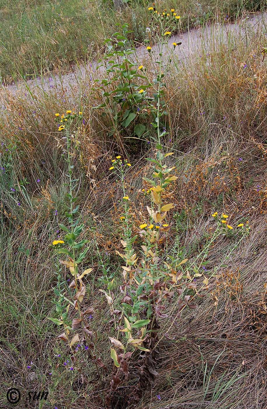 Image of Hieracium virosum specimen.