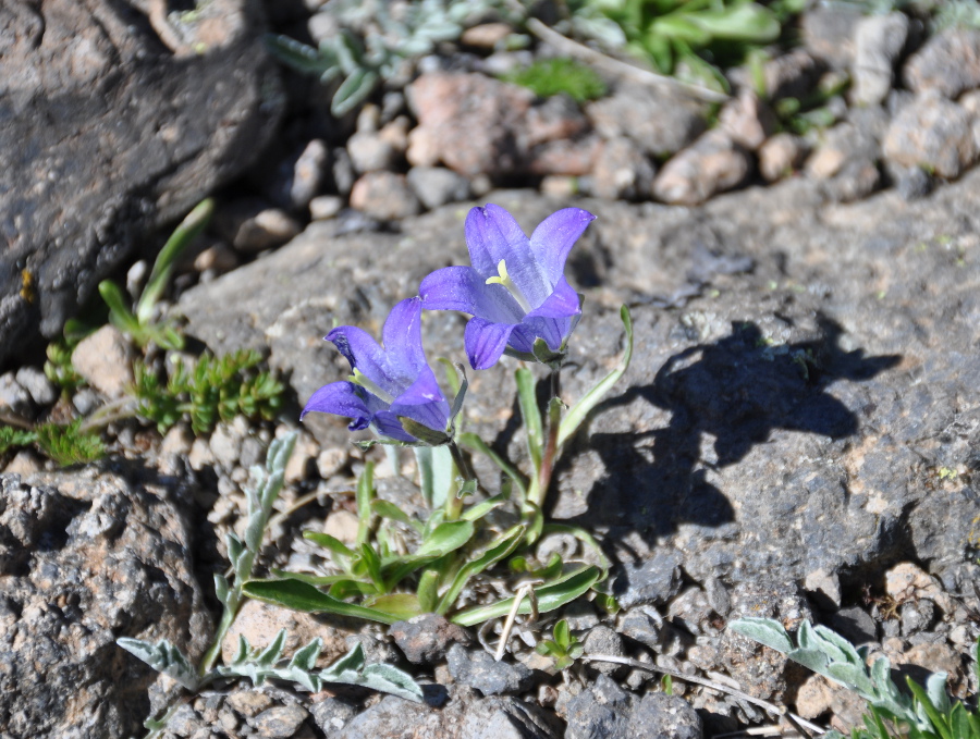 Изображение особи Campanula biebersteiniana.