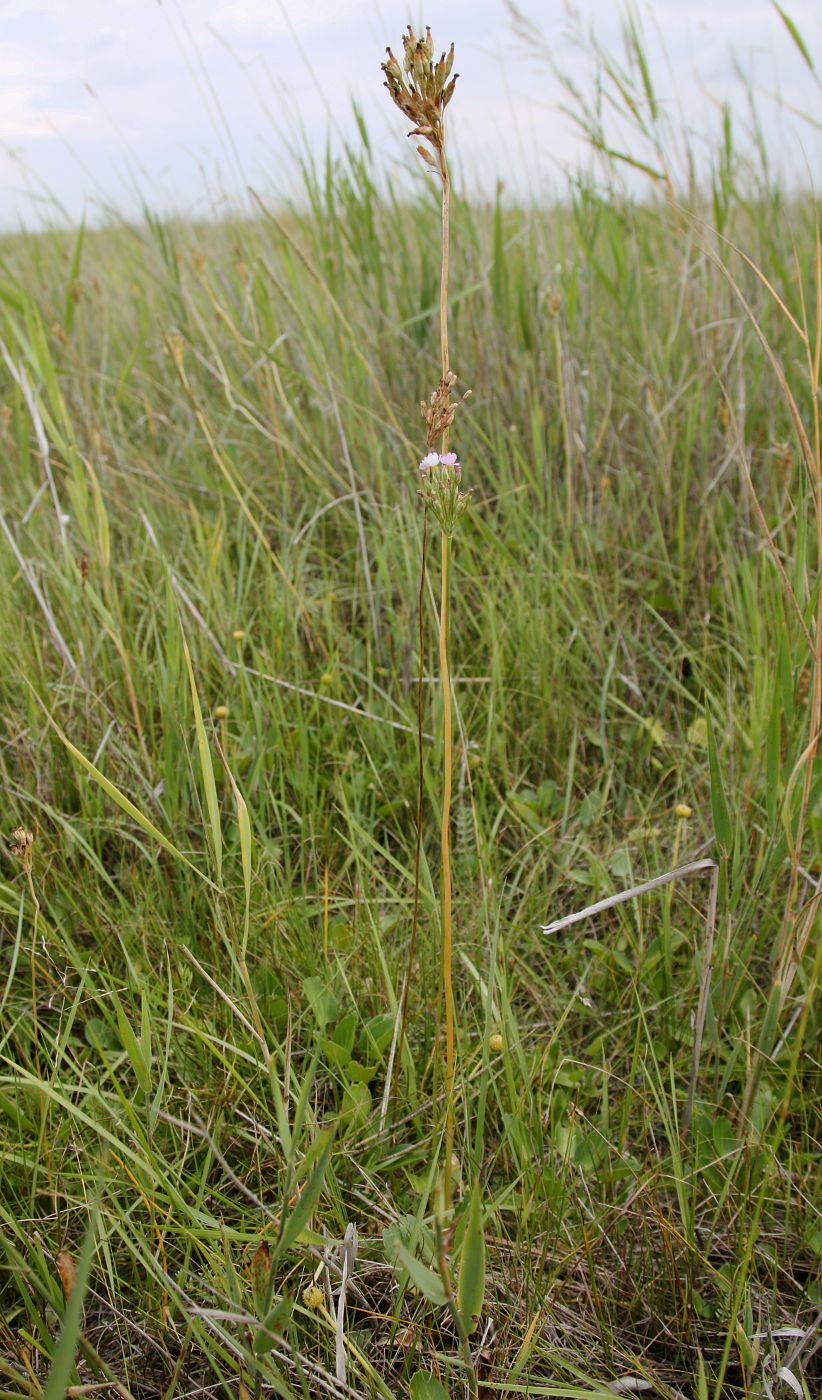 Image of Primula serrata specimen.