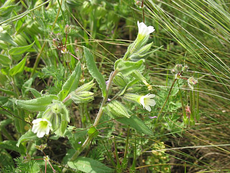 Image of Nonea lutea specimen.