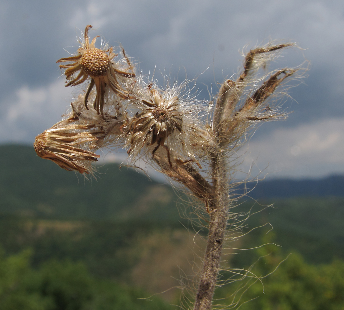 Image of genus Pilosella specimen.