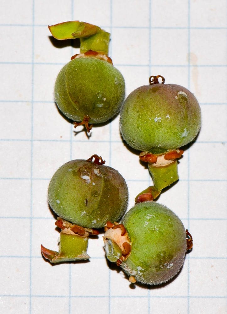 Image of Euphorbia balsamifera specimen.