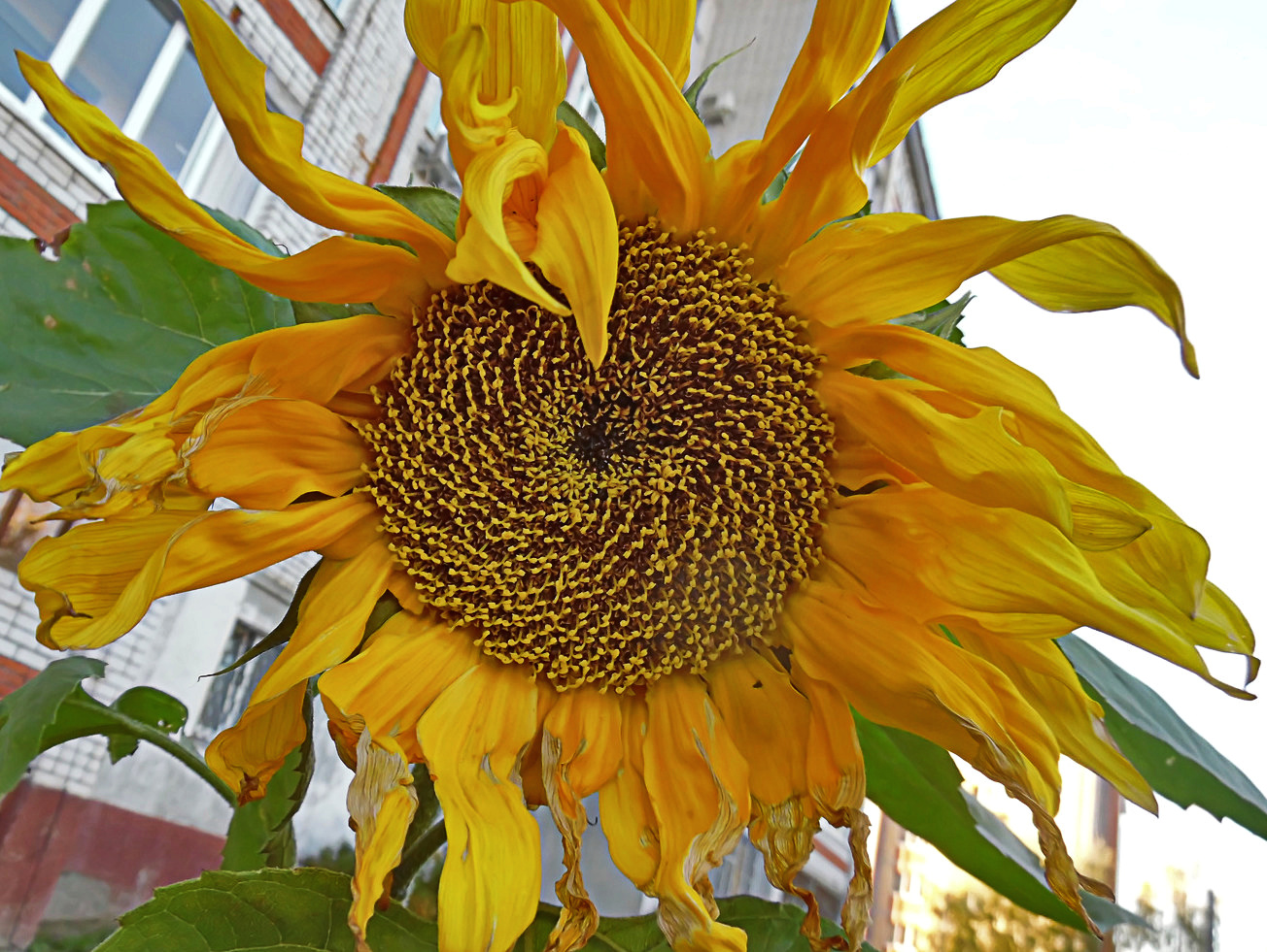 Image of Helianthus annuus specimen.