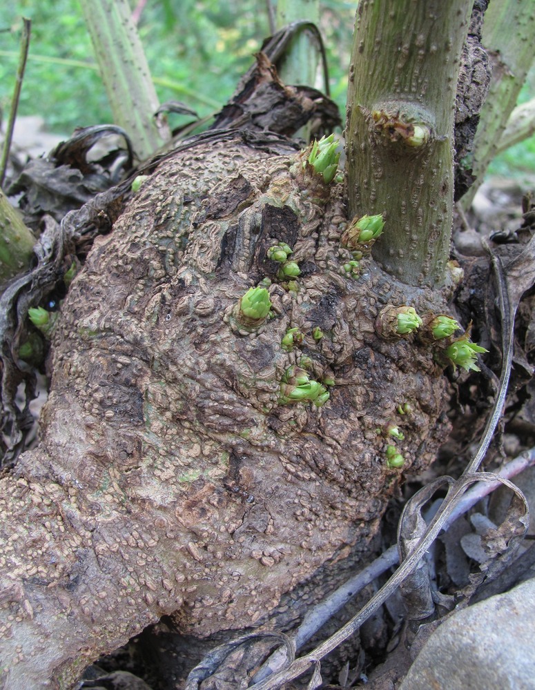 Image of Datisca cannabina specimen.