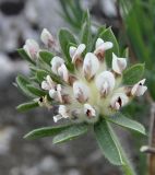 Anthyllis vulneraria ssp. rubriflora
