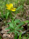 Ranunculus cassubicus. Верхушка цветущего растения. Свердловская обл., окр. г. Североуральск, травяной сосняк с елью на известняках. 03.06.2009.