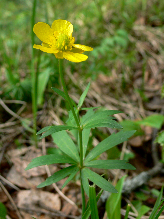 Изображение особи Ranunculus cassubicus.