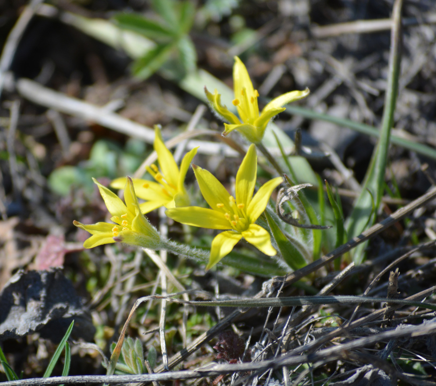 Image of Gagea granatellii specimen.