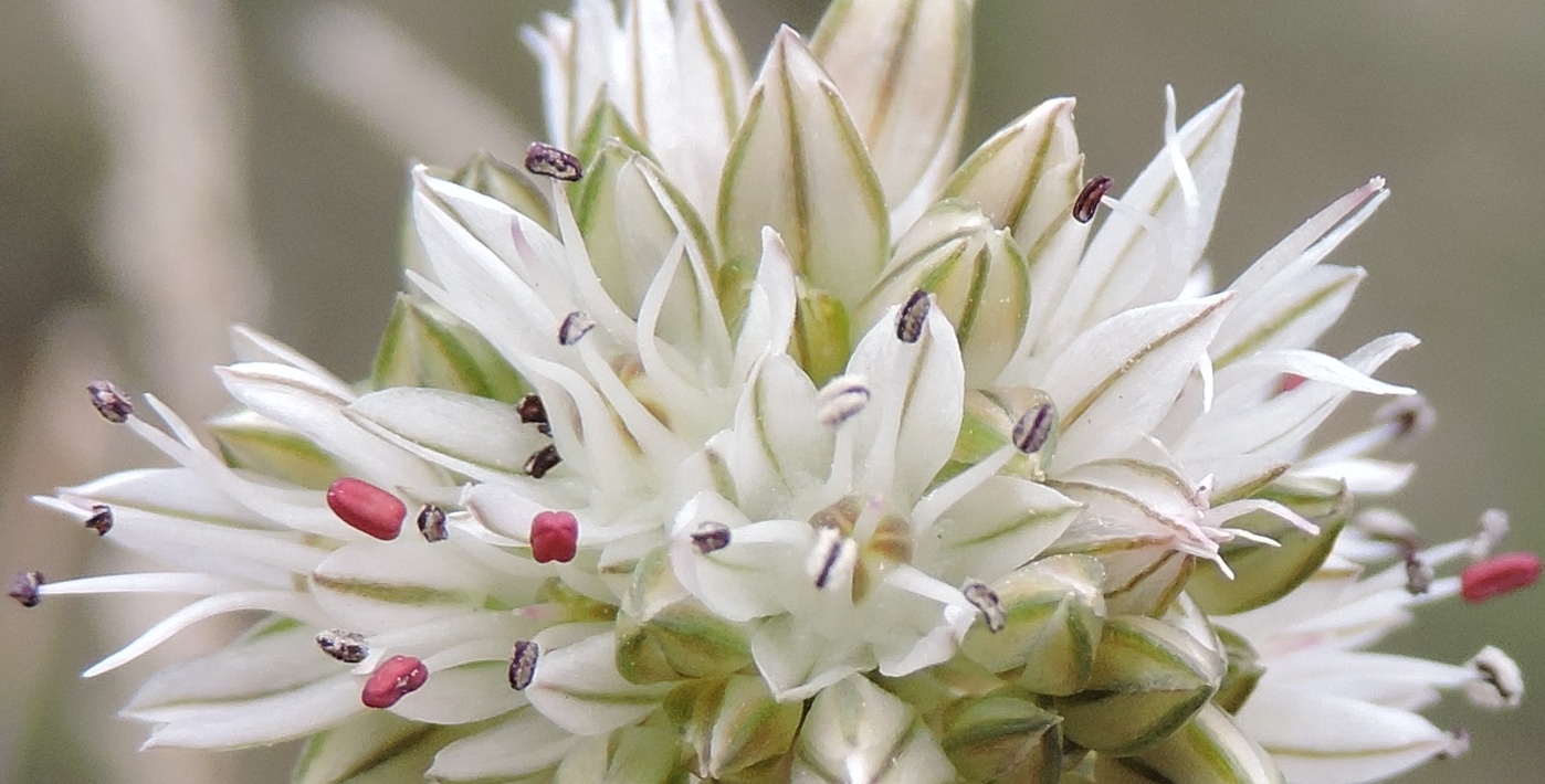 Image of Allium leptomorphum specimen.