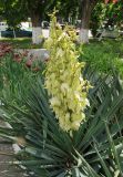 Yucca gloriosa. Цветущее растение. Черноморское побережье Кавказа, г. Новороссийск, в культуре. 11 мая 2017 г.