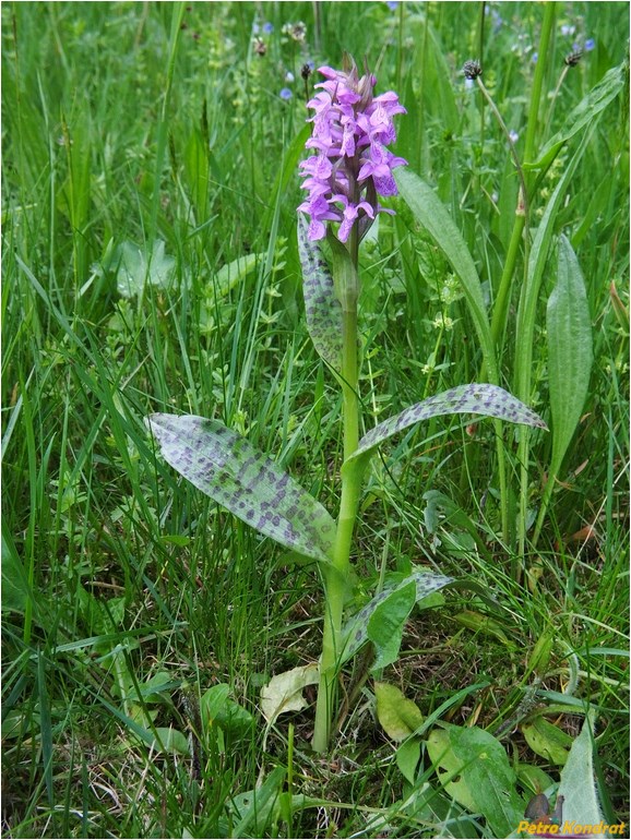 Image of Dactylorhiza majalis specimen.