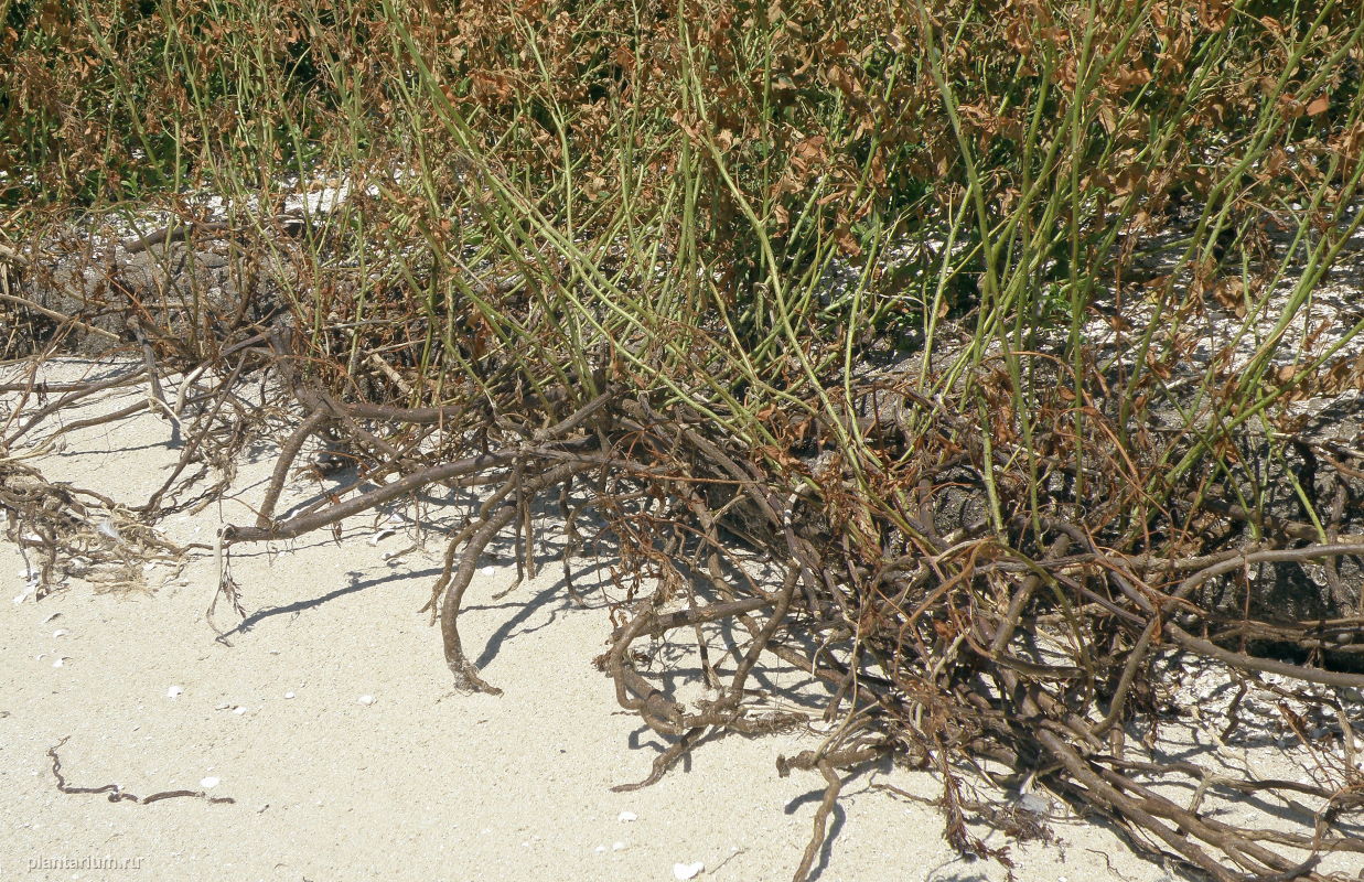 Image of Glycyrrhiza glabra specimen.