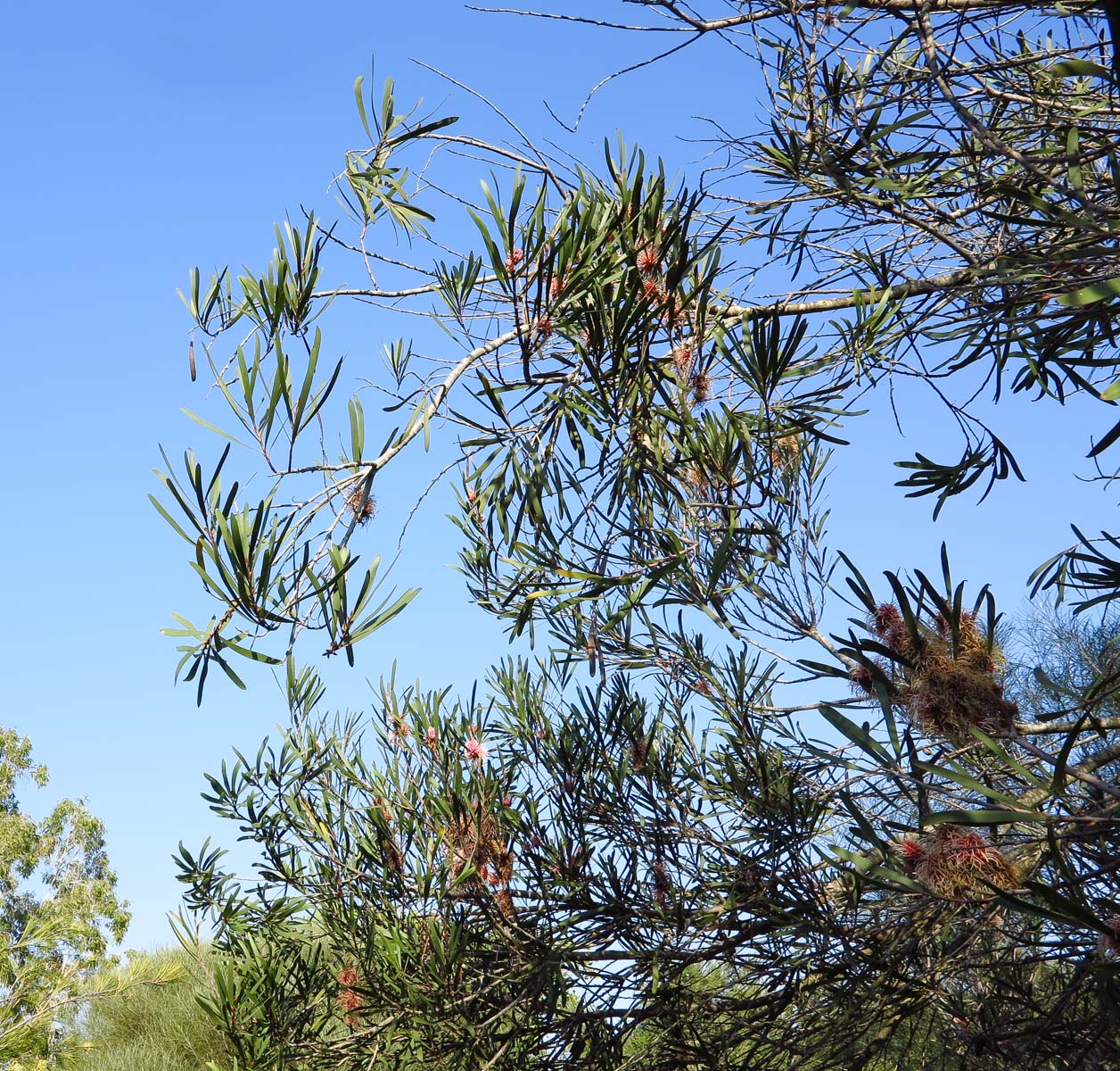 Image of Hakea multilineata specimen.