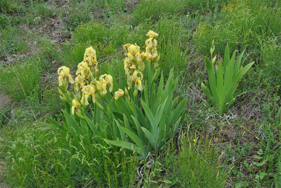 Image of Iris imbricata specimen.