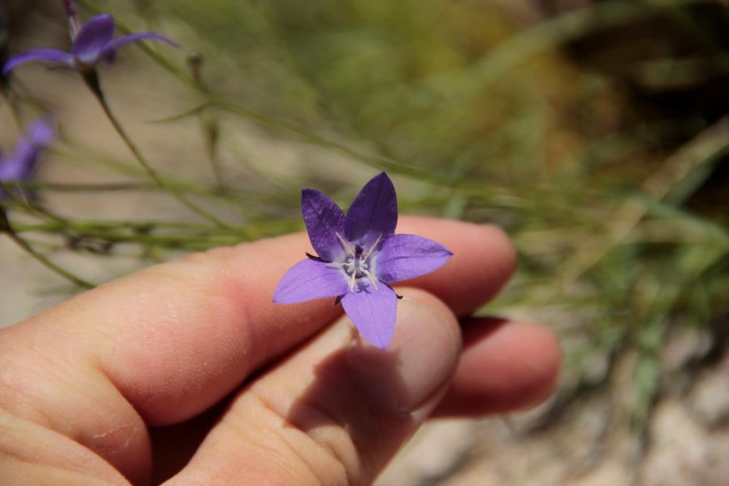 Изображение особи Campanula alberti.