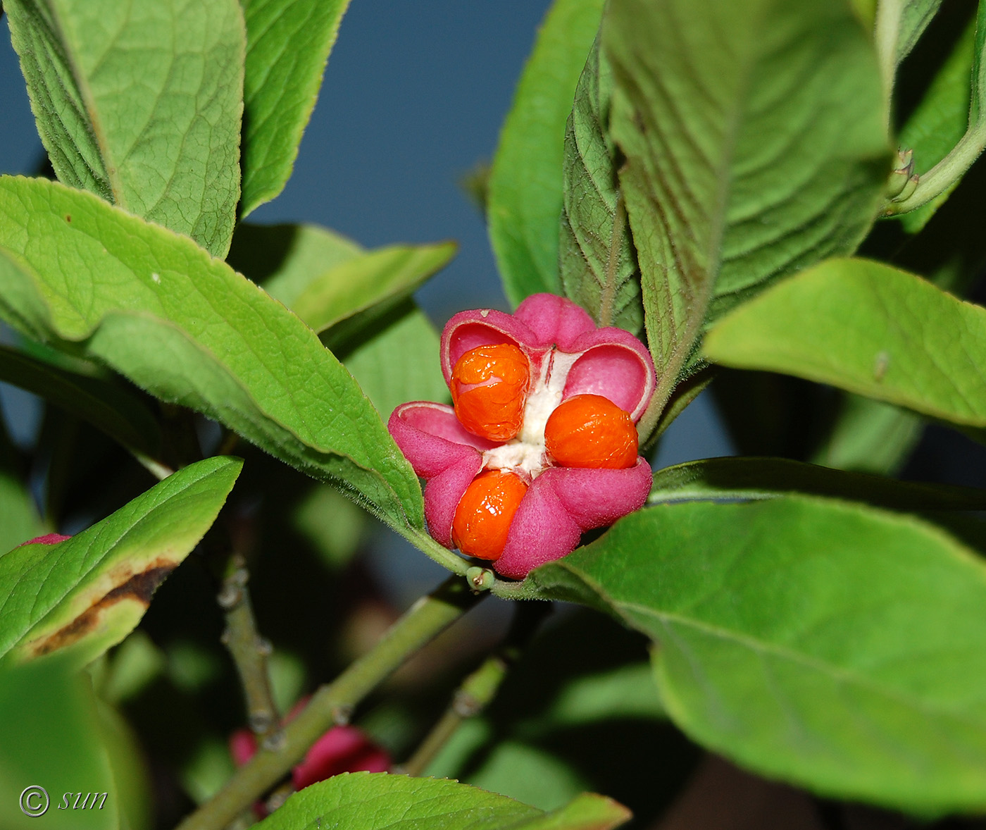 Image of Euonymus europaeus specimen.