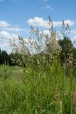 Dactylis glomerata