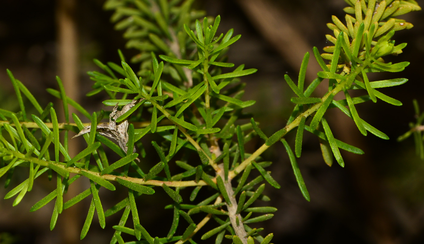 Изображение особи Calothamnus quadrifidus.