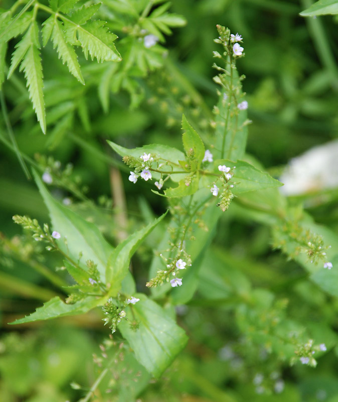 Image of Veronica anagallis-aquatica specimen.