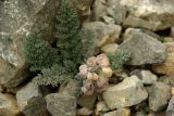 Cysticorydalis fedtschenkoana. Плодоносящее растение. Таджикистан, Фанские горы, окр. оз. Мутное, морена ледника. Август 2017 г.