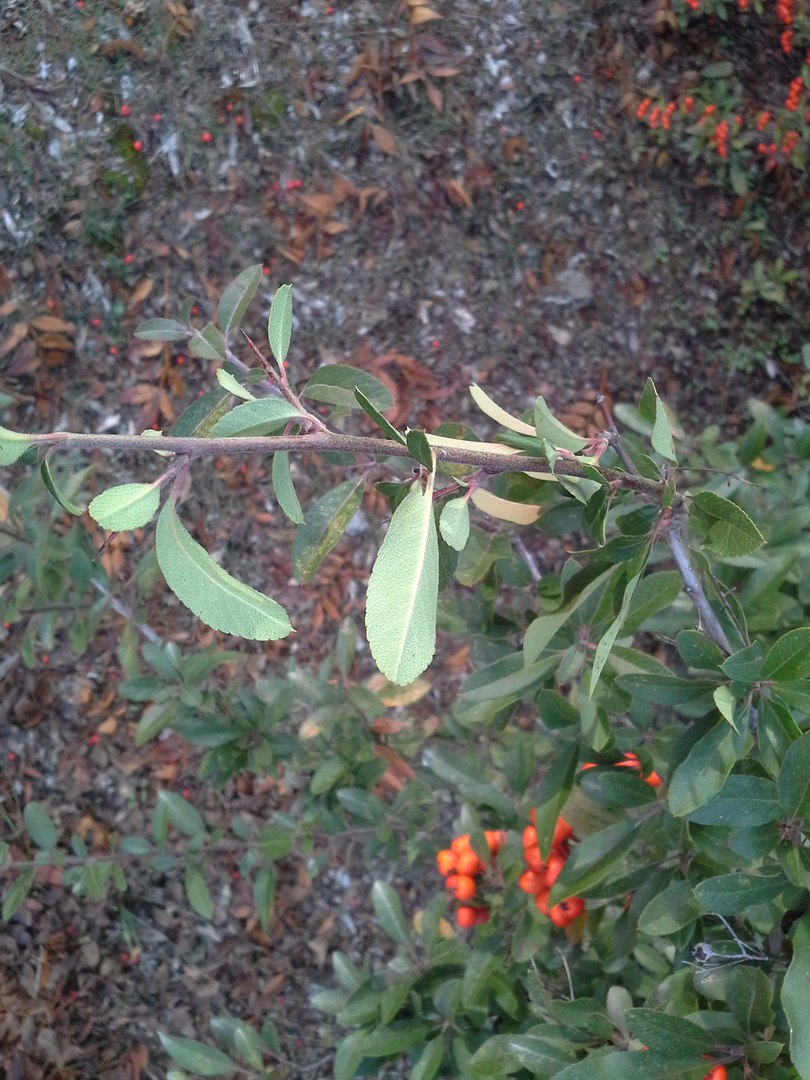 Изображение особи Pyracantha coccinea.