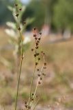 Juncus alpino-articulatus