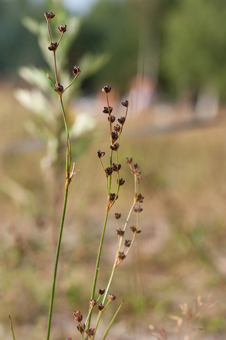 Image of Juncus alpino-articulatus specimen.