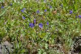 Geranium himalayense