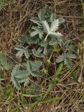 Potentilla nivea