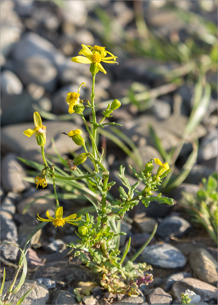 Изображение особи Senecio vernalis.