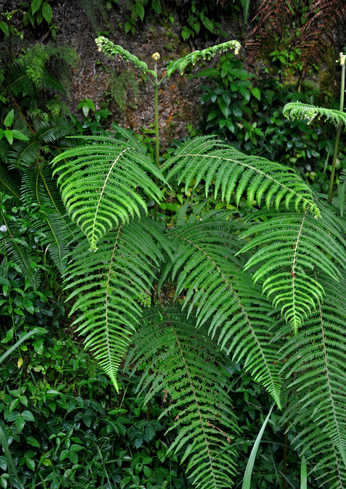 Изображение особи Pteridium revolutum.