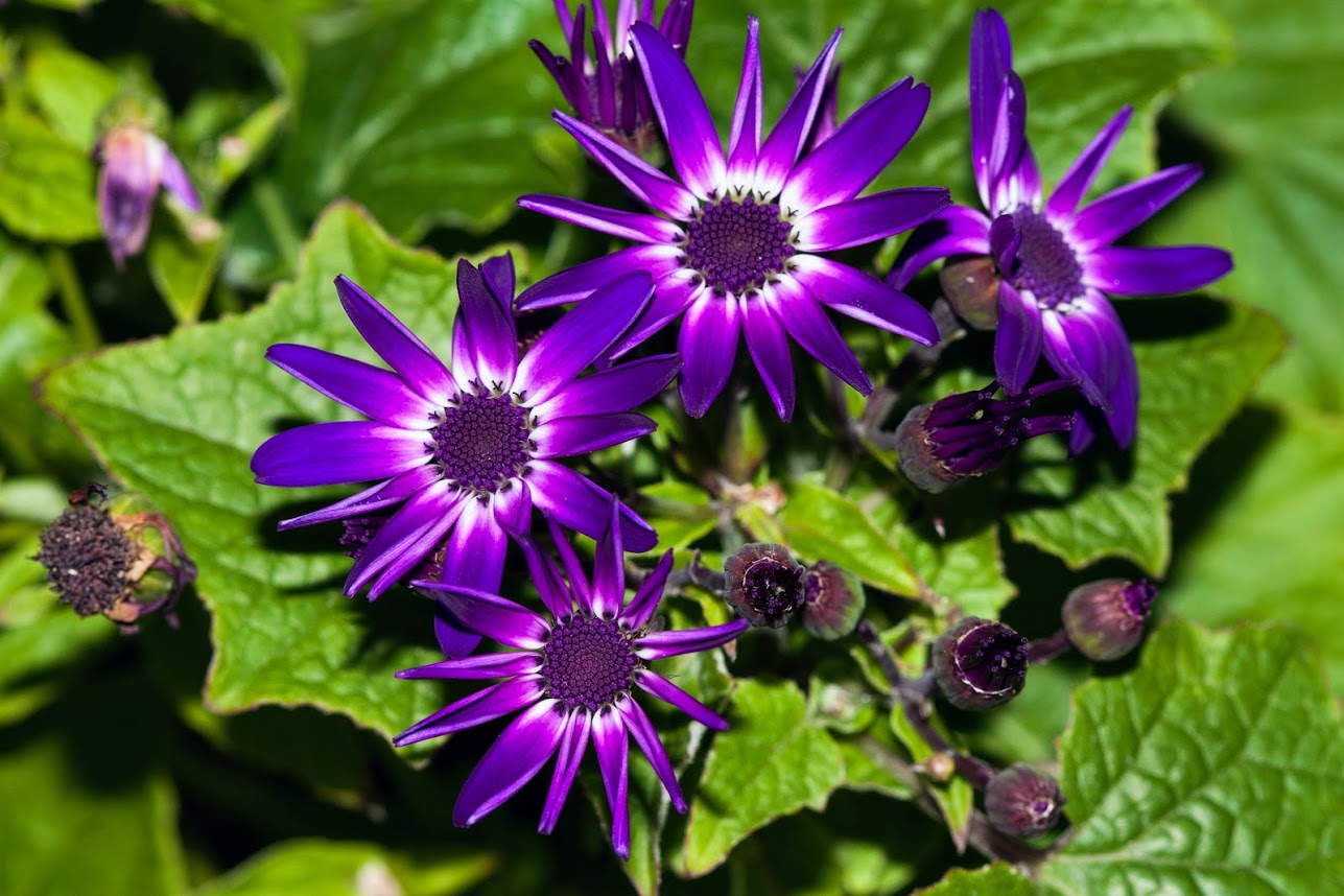 Image of Pericallis hybrida specimen.