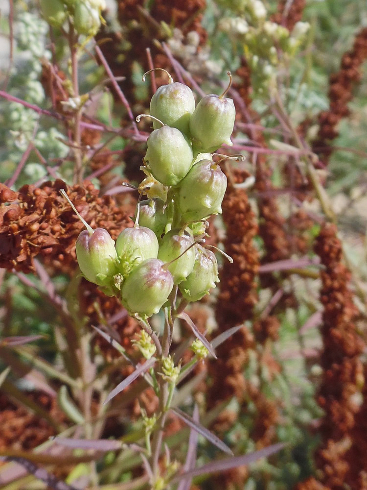 Image of Linaria vulgaris specimen.